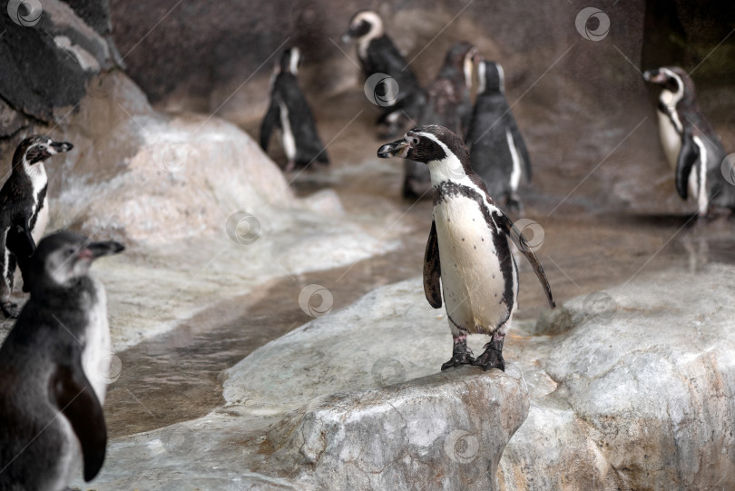 Скачать стая пингвинов на каменной скале фотосток Ozero