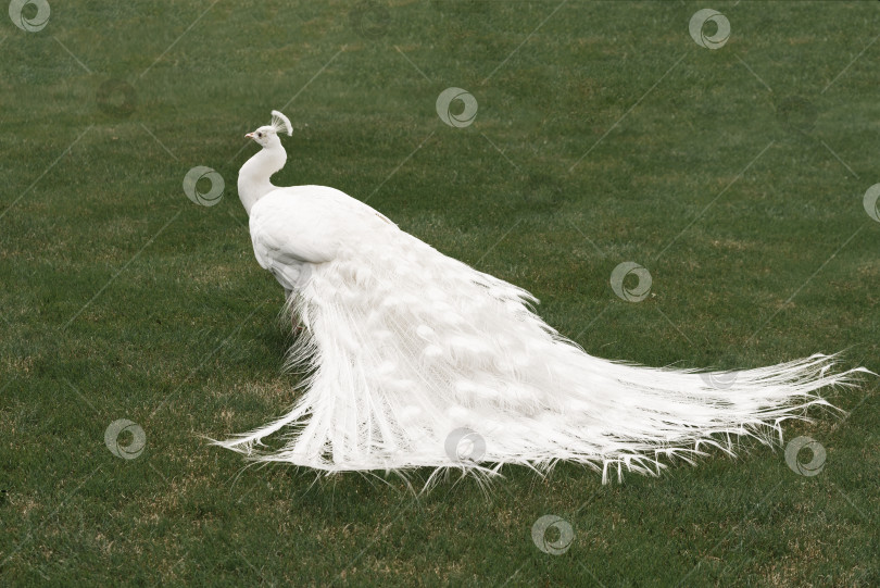 Скачать Белый самец павлина на фоне зеленой травы фотосток Ozero