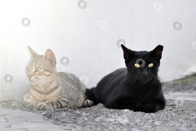 Скачать Две бродячие кошки отдыхают на улице при солнечном свете фотосток Ozero