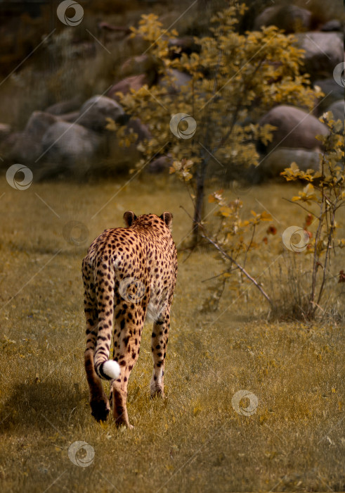 Скачать Гепард, выслеживающий свою добычу в траве в природном заповеднике фотосток Ozero