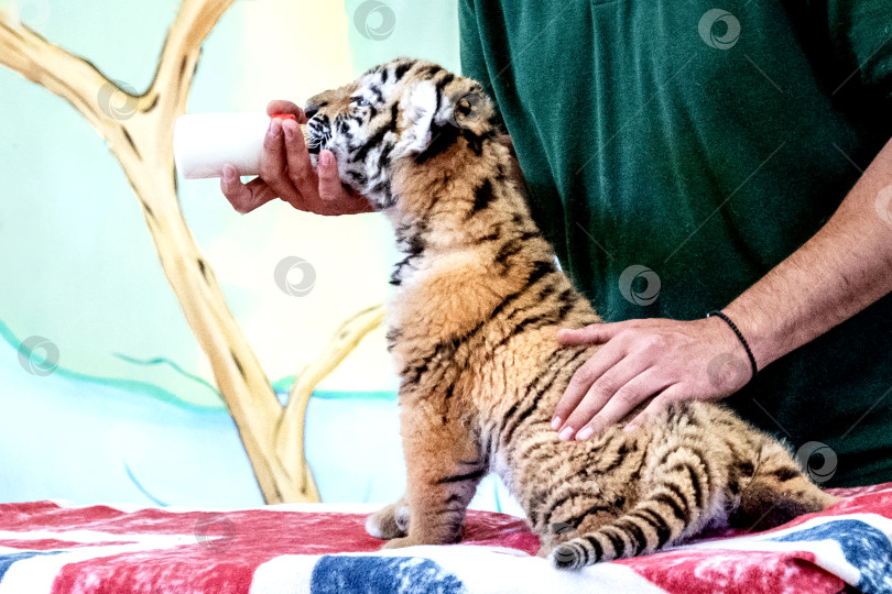 Скачать сотрудница зоопарка кормит тигренка из бутылочки фотосток Ozero