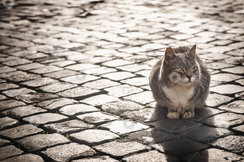 Скачать кошка сидит на булыжной мостовой в солнечном пятне фотосток Ozero