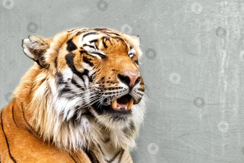 Скачать Крупный план морды сибирского тигра фотосток Ozero