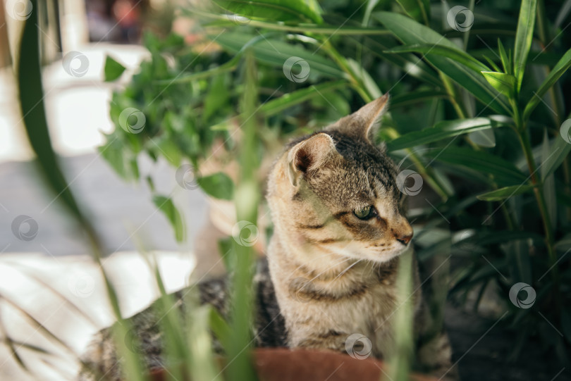 Скачать полосатый кот прячется в зеленой траве в саду фотосток Ozero
