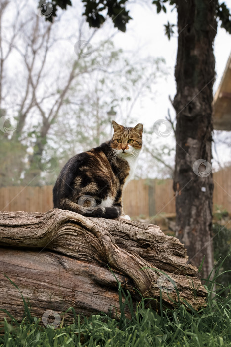 Скачать Кошка, сидящая на стволе дерева фотосток Ozero