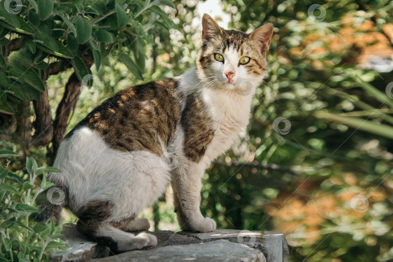 Скачать Кошка гуляет по саду фотосток Ozero