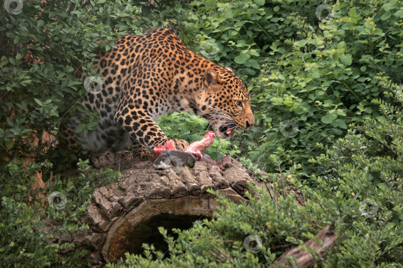 Скачать Гепард ест кусок мяса на фоне зеленых кустов фотосток Ozero