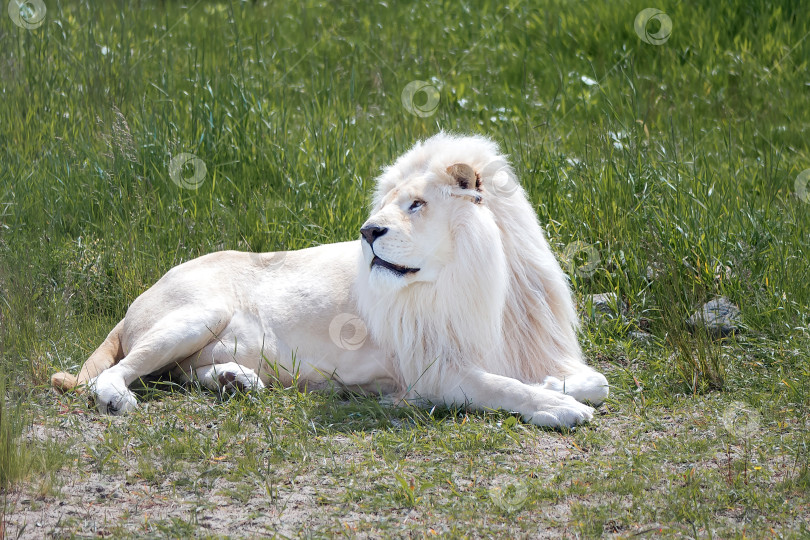 Скачать Белый лев, лежащий на зеленой траве фотосток Ozero