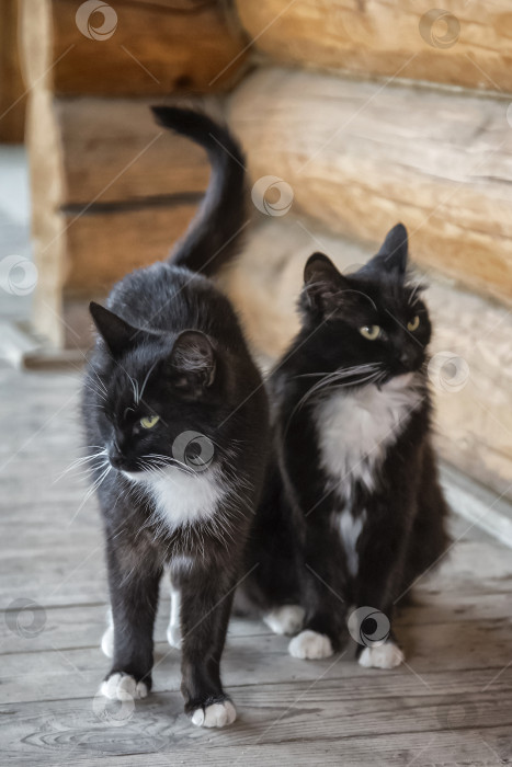 Скачать Две похожие черные кошки фотосток Ozero
