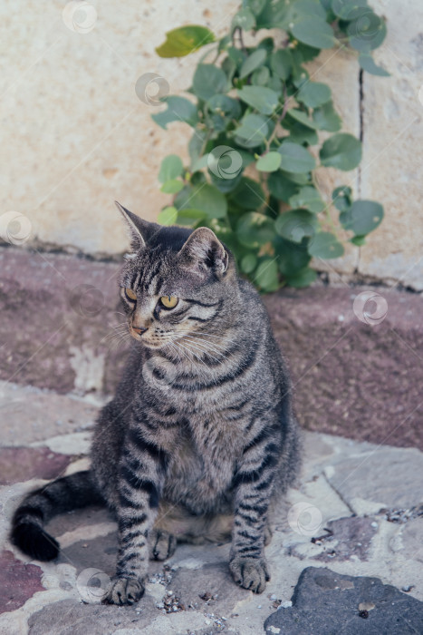 Скачать полосатый кот сидит на улице фотосток Ozero