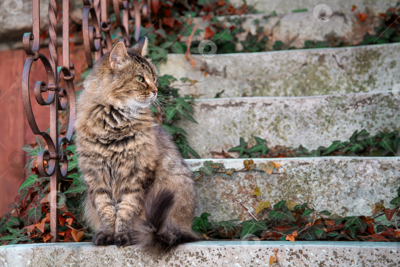Скачать Пушистый полосатый кот сидит на крыльце фотосток Ozero
