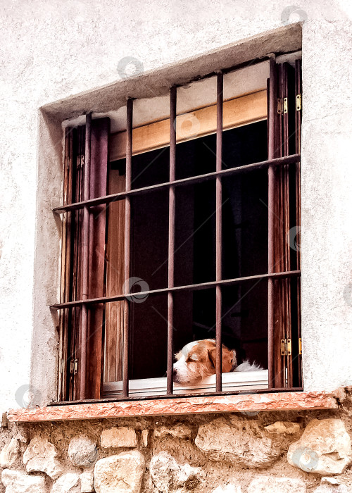 Скачать грустный пес сидит за зарешеченным окном фотосток Ozero