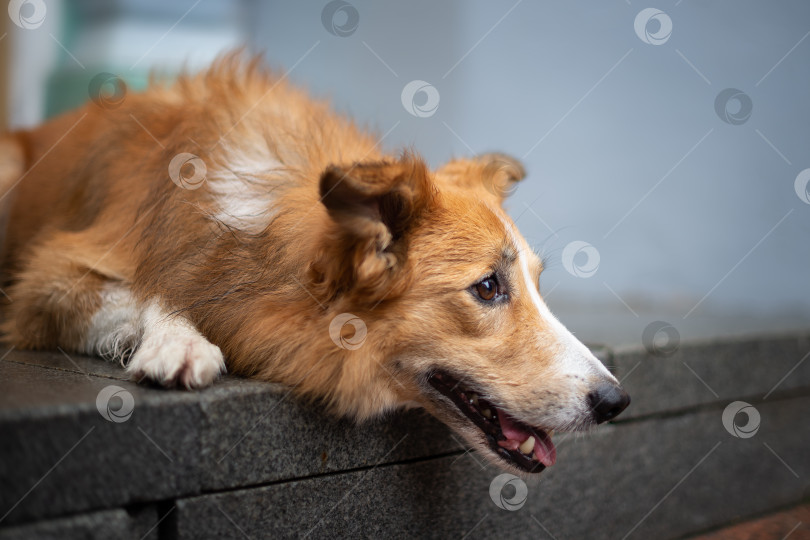 Скачать Симпатичная собачка лежит на ступеньках с внимательным взглядом и готова к пробежке фотосток Ozero