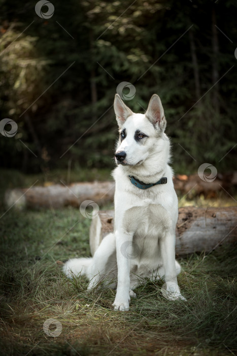 Скачать Собака с разноцветными глазами фотосток Ozero