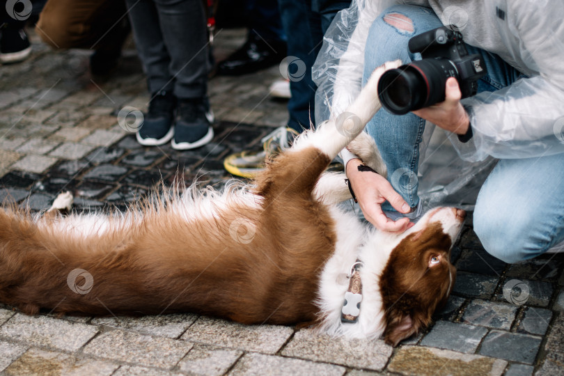 Скачать собака позирует фотографу фотосток Ozero