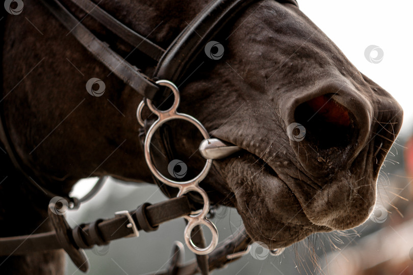 Скачать лошадиный нос с широкими ноздрями в упряжи крупным планом фотосток Ozero