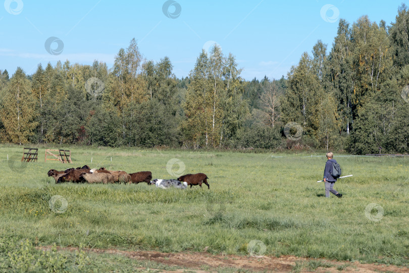 Скачать пастух пасет стадо овец на зеленом травянистом поле фотосток Ozero