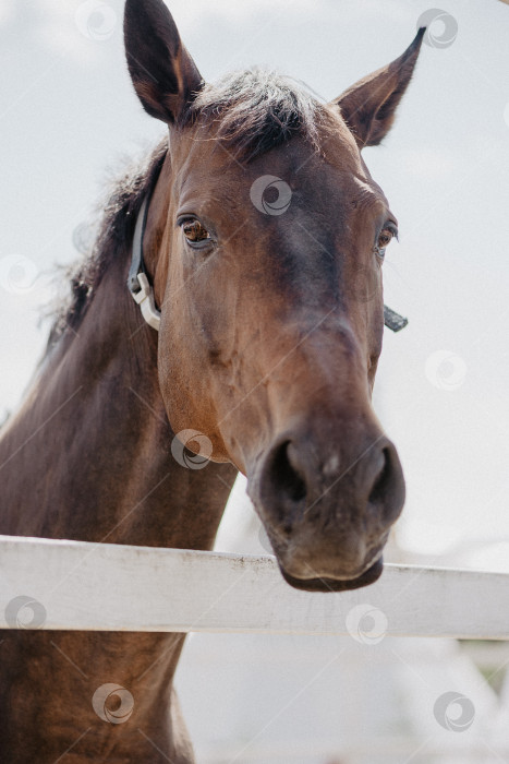 Скачать бурая лошадь склонила голову над деревянным забором фотосток Ozero