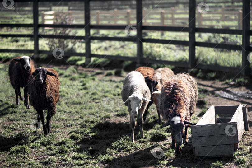Скачать отара овец пасется в загоне на лугу летом фотосток Ozero