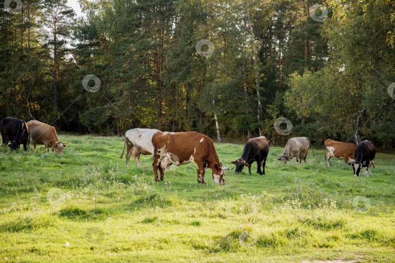 Скачать Стадо коров пасется на лугу летом фотосток Ozero