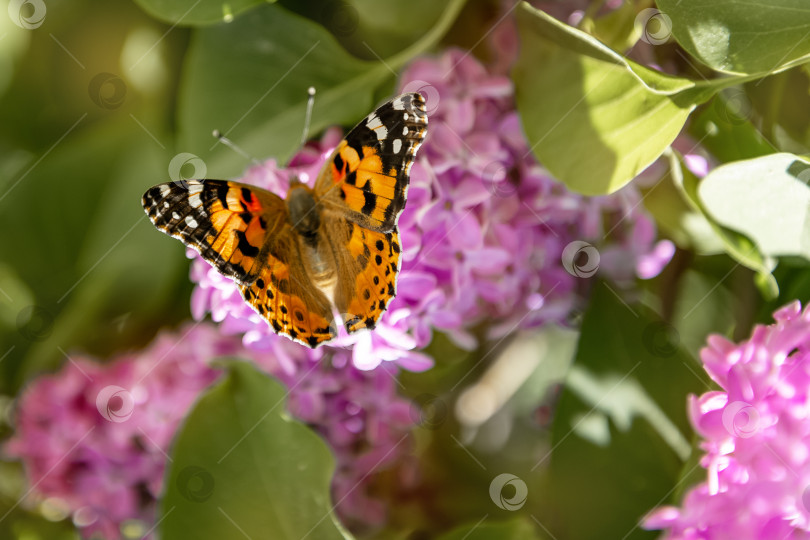 Скачать бабочка сидит на цветущем кусте сирени фотосток Ozero
