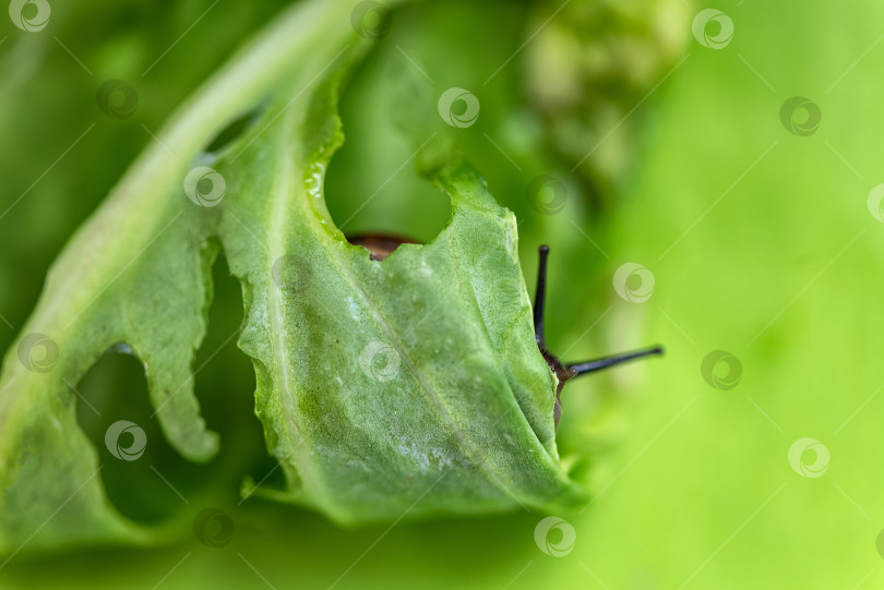 Скачать улитка спряталась в зеленом листе капусты и ест его фотосток Ozero