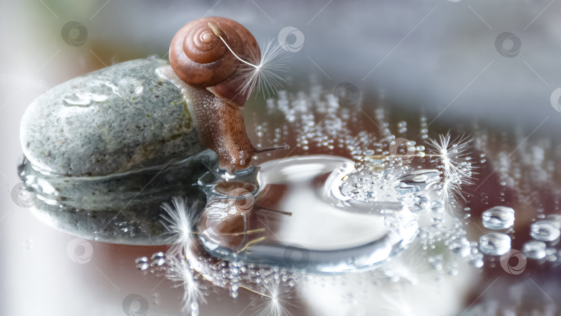 Скачать Милая маленькая улитка с семенем одуванчика на панцире сидит на большом камешке и смотрится в зеркало воды фотосток Ozero
