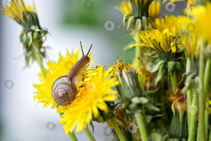 Скачать Маленькая улитка ползет по желтому цветку одуванчика фотосток Ozero