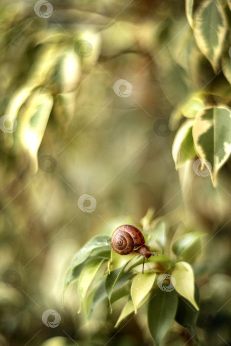 Скачать маленькая улитка, ползущая среди зеленых листьев фотосток Ozero