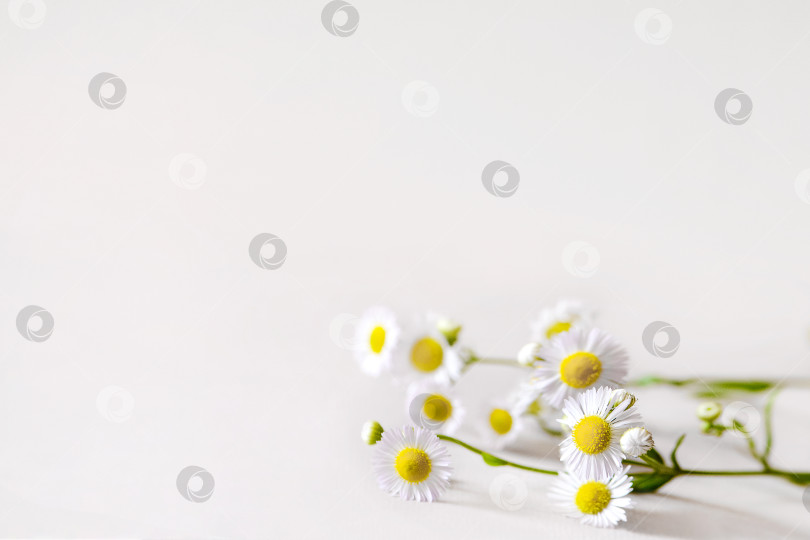 Скачать Букет белых цветов дикой ромашки на белом фоне фотосток Ozero