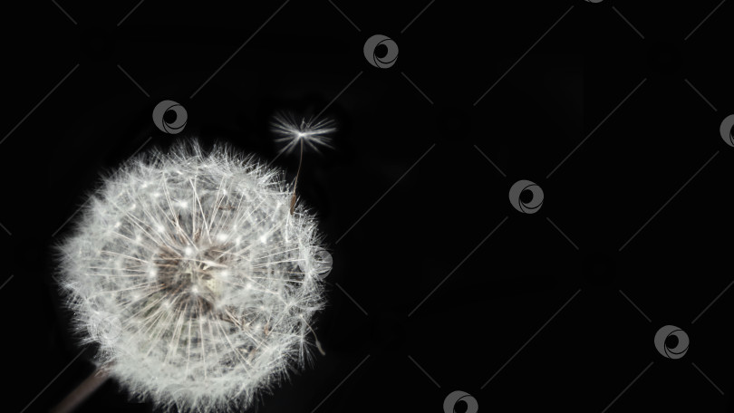 Скачать Пушистый белый цветок одуванчика с одним семенем на верхушке на черном фоне фотосток Ozero