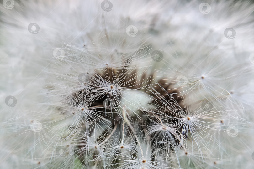 Скачать Текстурированный фон из белых пушистых семян одуванчика фотосток Ozero