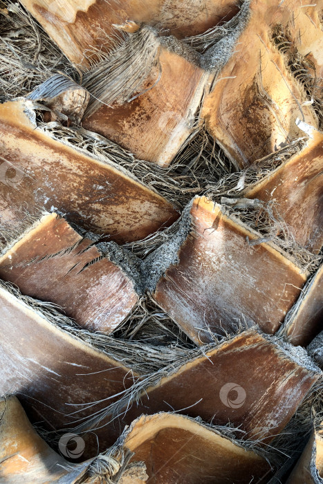Скачать Текстура коры пальмы естественный фон фотосток Ozero