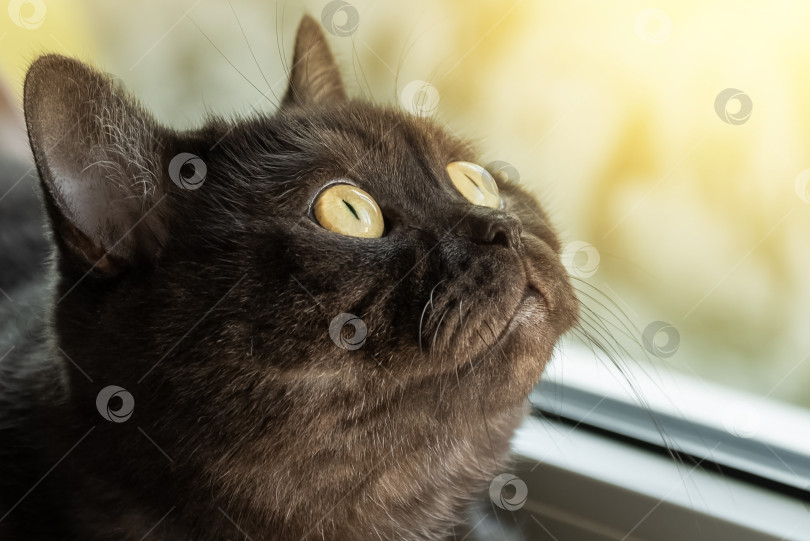 Скачать Симпатичный серый кот с желтыми глазами смотрит в окно фотосток Ozero