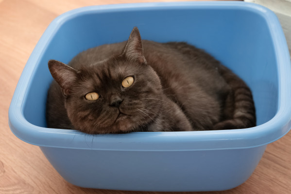 [object Object] undefined