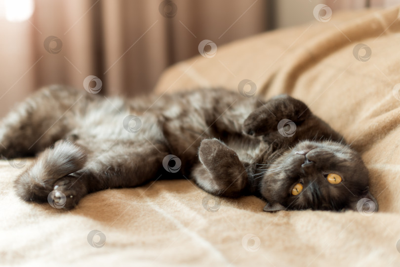Скачать Кот со смешной мордочкой лежит вверх тормашками на диване фотосток Ozero