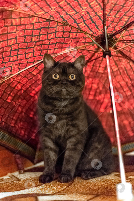 Скачать Забавный кот сидит под зонтиком фотосток Ozero