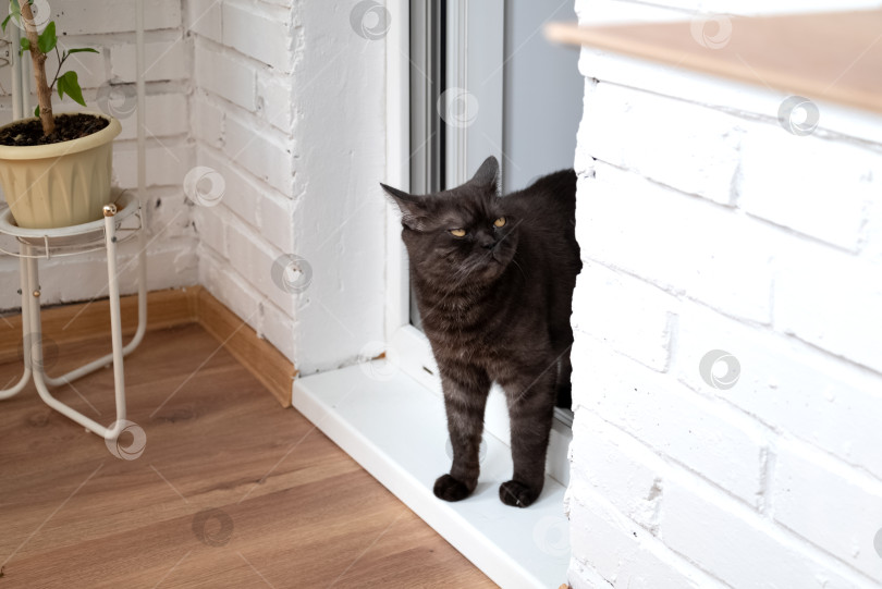 Скачать Черный кот с сонными глазами входит в комнату фотосток Ozero