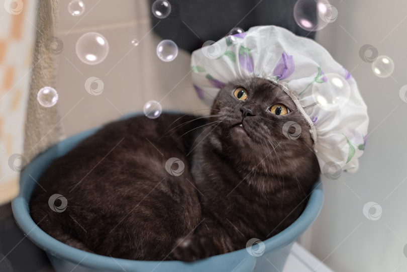 Скачать Кот в шапочке для душа смотрит на мыльные пузыри фотосток Ozero