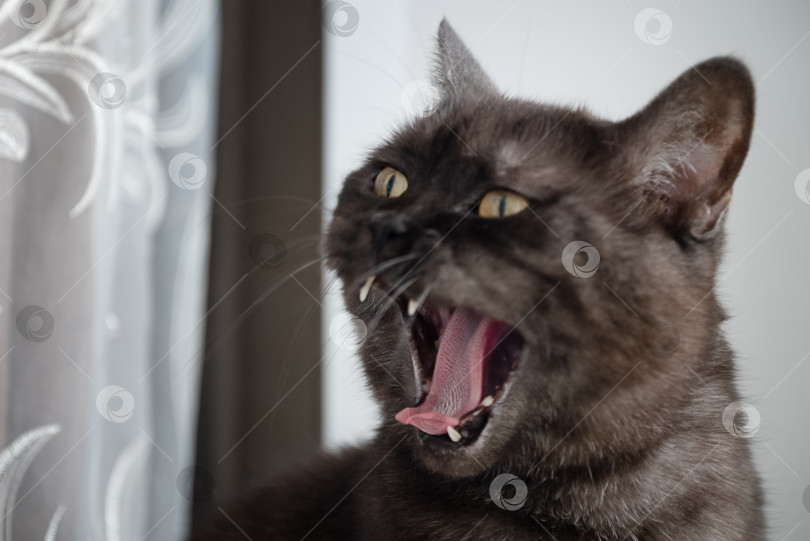 Скачать разъяренный кот шипит с открытой пастью фотосток Ozero