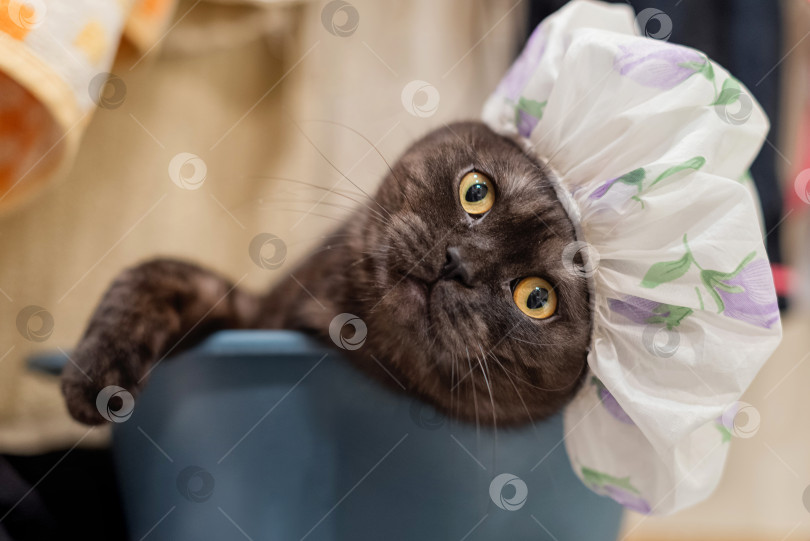 Скачать Забавный кот в шапочке для душа лежит в ванной. Концепция личной гигиены фотосток Ozero