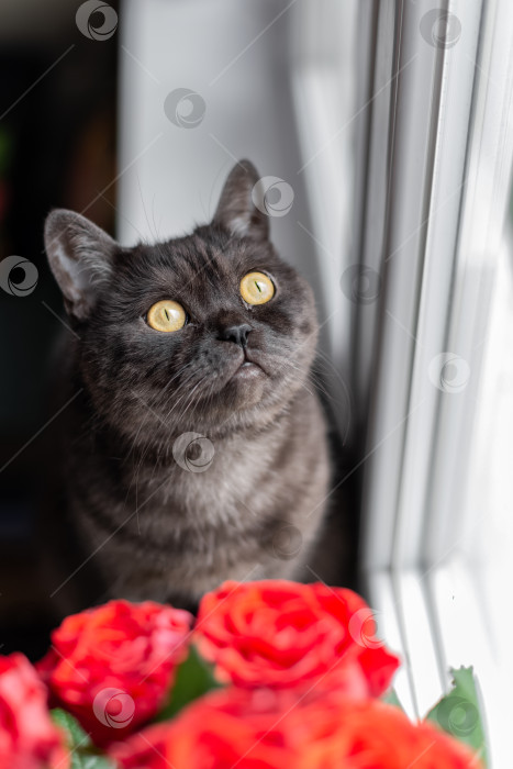Скачать Черная полосатая кошка с болотно-желтыми глазами сидит на подоконнике и смотрит вверх фотосток Ozero