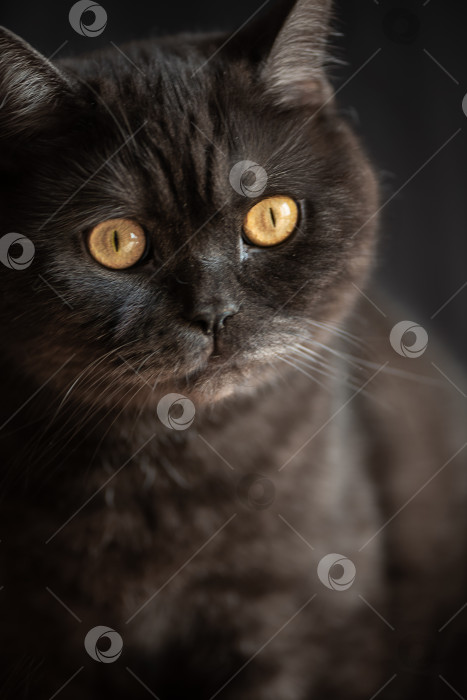 Скачать Черная полосатая кошка с желтыми глазами фотосток Ozero