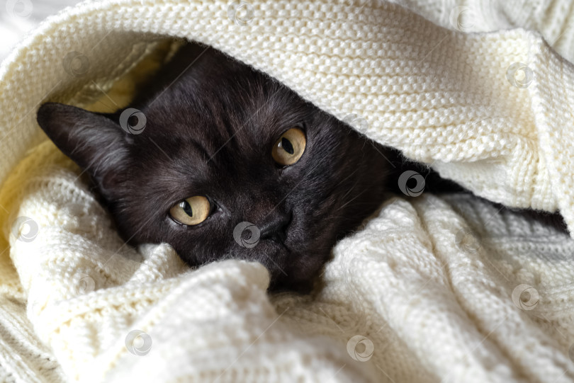 Скачать Симпатичный кот с темным мехом спит под теплым одеялом фотосток Ozero