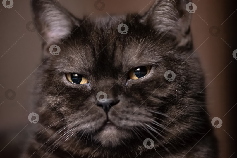 Скачать Портрет кошки с большими желтыми глазами фотосток Ozero