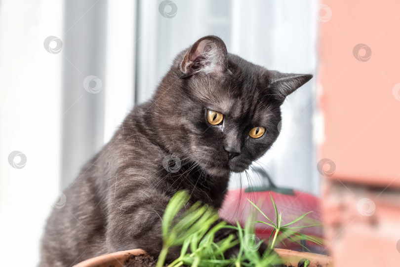 Скачать забавный кот трогает рассаду, растущую в цветочном горшке фотосток Ozero