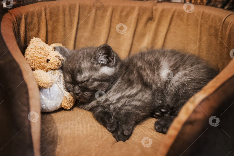 Скачать милый котенок спит в корзинке с игрушкой фотосток Ozero