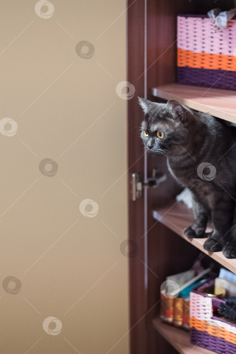 Скачать Серый кот сидит внутри шкафа фотосток Ozero