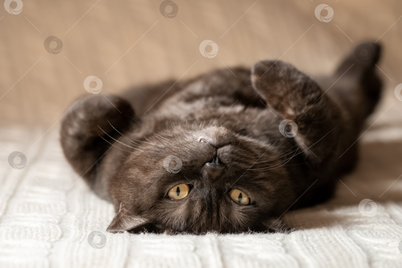Скачать Кот со смешной мордочкой лежит на кровати животом кверху фотосток Ozero