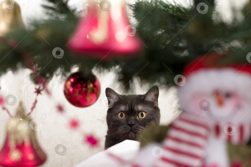Скачать Кот прячется за рождественской елкой фотосток Ozero